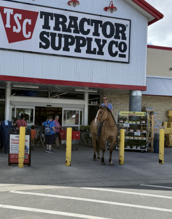 HorseID: 2301482 Crown Royal - PhotoID: 1083535