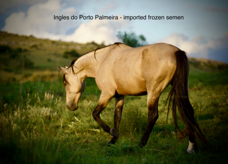 HorseID: 2301486 Puka's U3 do Summerwind (you pick the U name) - PhotoID: 1095085