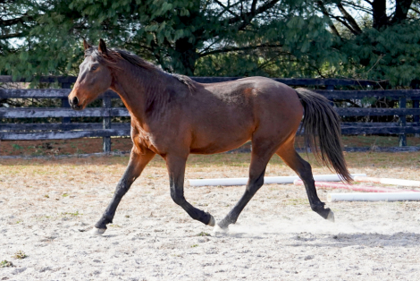 HorseID: 2301576 Espresso De Ole - PhotoID: 1083476