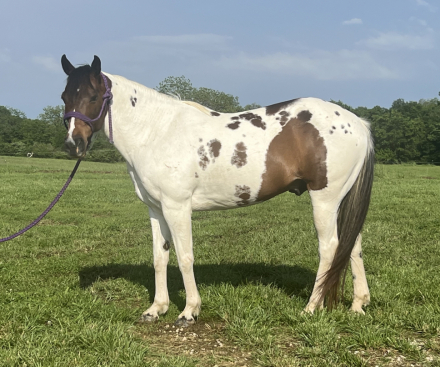 HorseID: 2301624 Bandit - PhotoID: 1094603