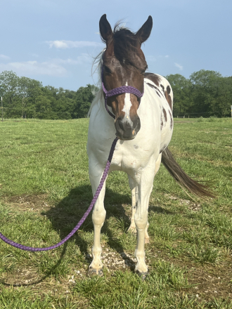 HorseID: 2301624 Bandit - PhotoID: 1094605