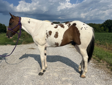 HorseID: 2301624 Bandit - PhotoID: 1094606