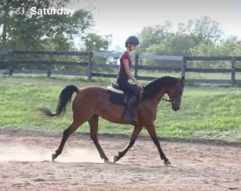 HorseID: 2301660 Es Syeshaah - PhotoID: 1083598