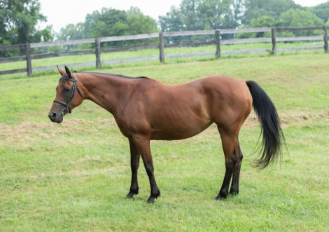 HorseID: 2301660 Es Syeshaah - PhotoID: 1083743