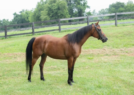 HorseID: 2301660 Es Syeshaah - PhotoID: 1083744