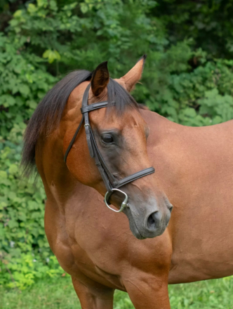 HorseID: 2301660 Es Syeshaah - PhotoID: 1083745