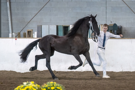 HorseID: 2301894 Taleena D. Fan Legend - PhotoID: 1094917