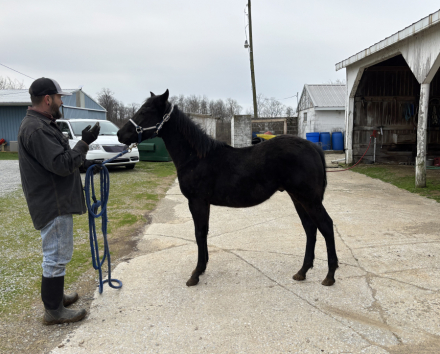HorseID: 2302058 2025 AQHA black colt - PhotoID: 1090754