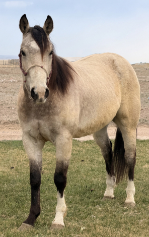 HorseID: 2302259 LXH SHINING RYKER - PhotoID: 1084408