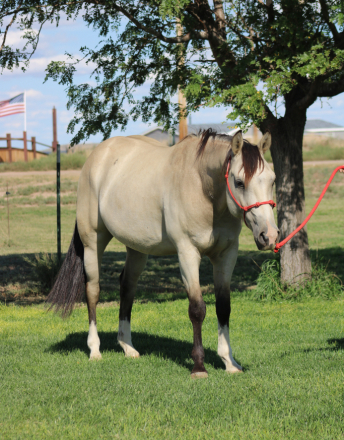 HorseID: 2302259 LXH SHINING RYKER - PhotoID: 1084409