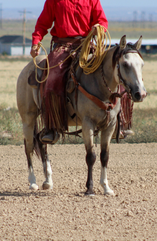 HorseID: 2302259 LXH SHINING RYKER - PhotoID: 1084410