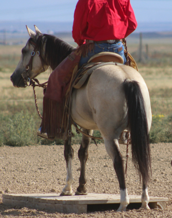 HorseID: 2302259 LXH SHINING RYKER - PhotoID: 1084411