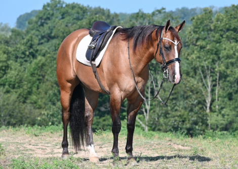 HorseID: 2302335 🤎BKS Colt 45🤎 - PhotoID: 1095057