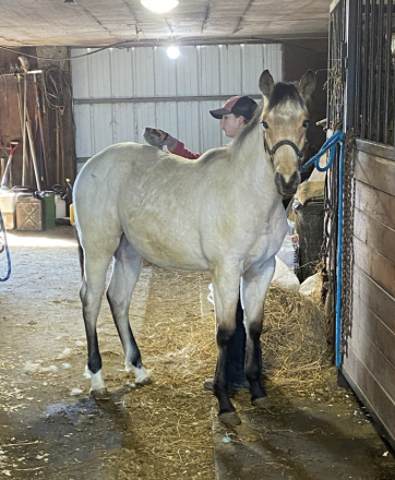 HorseID: 2302614 Magnetic Dual Cat - PhotoID: 1095534