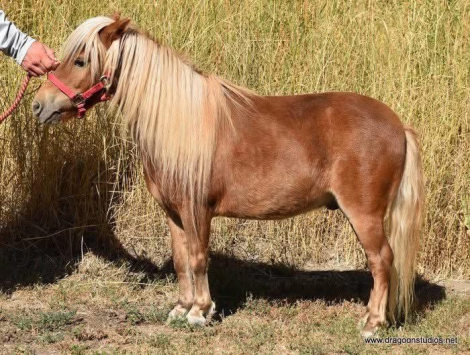 HorseID: 2302780 Holster, Mini A, sweet and cuddly! - PhotoID: 1095515