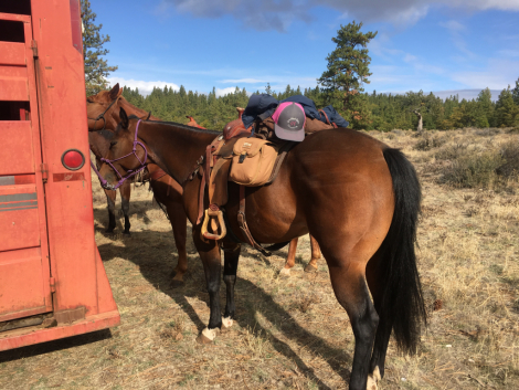 HorseID: 2303263 HOLLYWOOD DUNITTALENA - PhotoID: 1095119