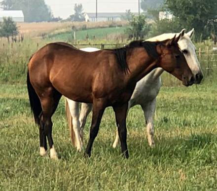 HorseID: 2303263 HOLLYWOOD DUNITTALENA - PhotoID: 1095120