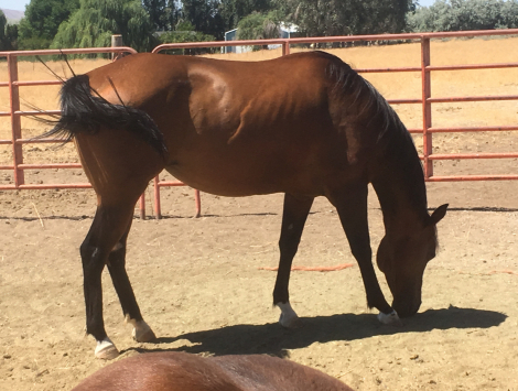 HorseID: 2303263 HOLLYWOOD DUNITTALENA - PhotoID: 1095121