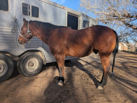 HorseID: 2303313 Gun In A Bar - PhotoID: 1085902