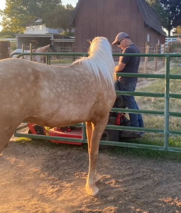 HorseID: 2303559 Camas Mist Cricket - PhotoID: 1095547