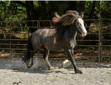 HorseID: 2303791 Tinkerbell - PhotoID: 1095045