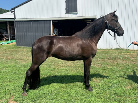 HorseID: 2303812 Roses All Around - PhotoID: 1094438