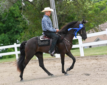 HorseID: 2303812 Roses All Around - PhotoID: 1094440