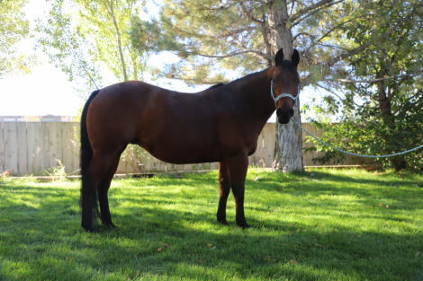 HorseID: 2303924 A Chiquita Lena - PhotoID: 1086723