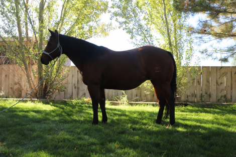 HorseID: 2303924 A Chiquita Lena - PhotoID: 1086725