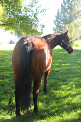 HorseID: 2303924 A Chiquita Lena - PhotoID: 1086727