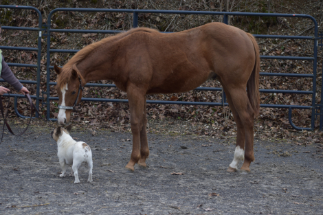 HorseID: 2304194 ONLY BLUFFING IT - PhotoID: 1094648