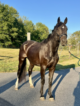 HorseID: 2304445 Indy - PhotoID: 1094881