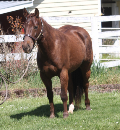 HorseID: 2304723 Lening To Cash - PhotoID: 1095149