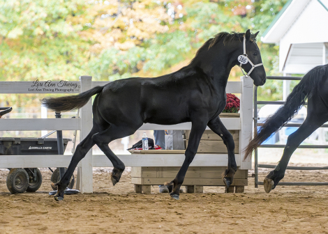 HorseID: 2304765 Elegance of Majestic Friesians - PhotoID: 1095367