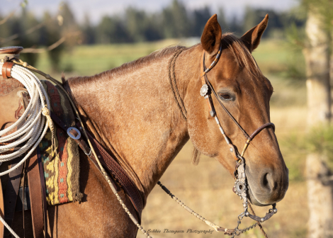 HorseID: 2304955 WEAVERS STAR - PhotoID: 1094165