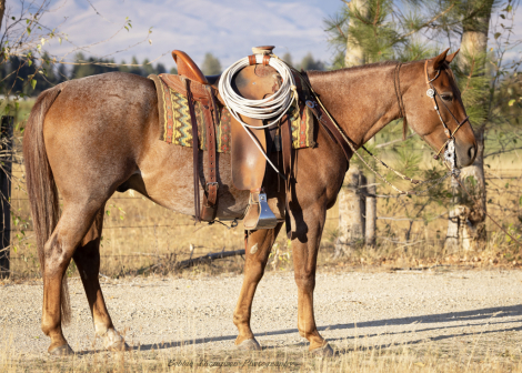 HorseID: 2304955 WEAVERS STAR - PhotoID: 1094166