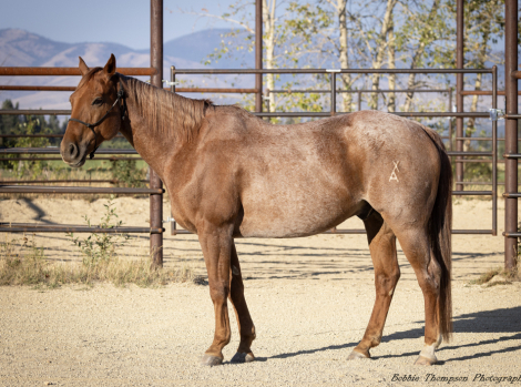 HorseID: 2304955 WEAVERS STAR - PhotoID: 1094167