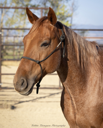 HorseID: 2304955 WEAVERS STAR - PhotoID: 1094168