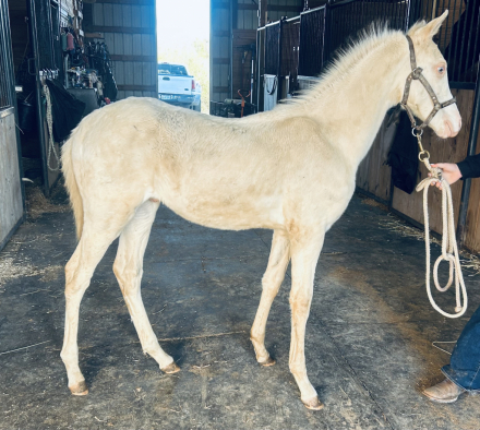 HorseID: 2305048 Aurelius - PhotoID: 1095286