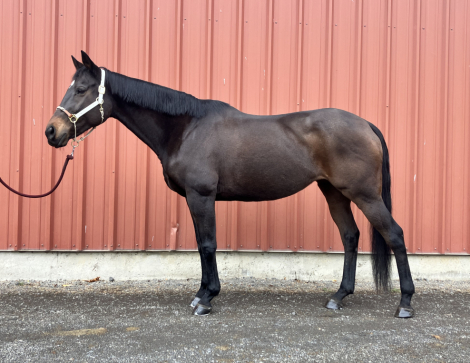 HorseID: 2305266 ZIVA - PhotoID: 1088562