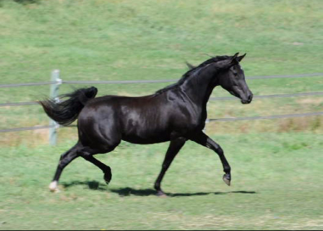 HorseID: 2305364 DE Anjulizza - PhotoID: 1094537