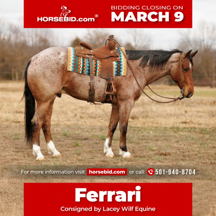 HorseID: 2305572 Ferrari - PhotoID: 1089051