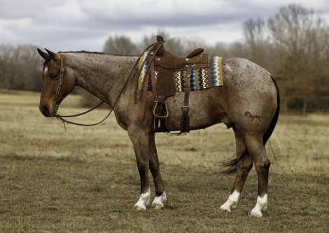 HorseID: 2305572 Ferrari - PhotoID: 1089052