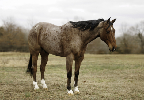 HorseID: 2305572 Ferrari - PhotoID: 1089053