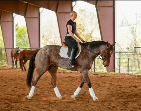 HorseID: 2305572 Ferrari - PhotoID: 1089054