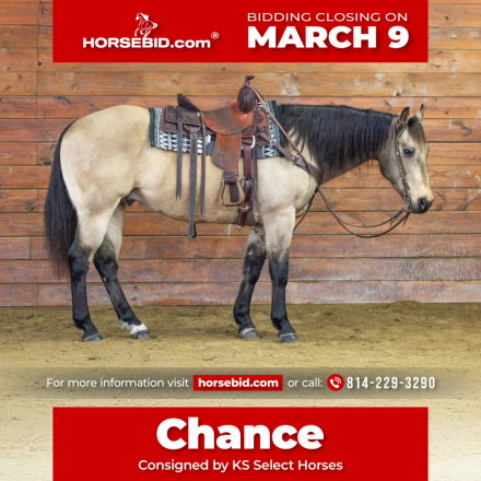 HorseID: 2305574 Chance - PhotoID: 1089057