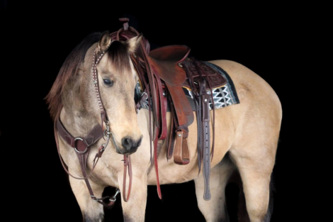 HorseID: 2305574 Chance - PhotoID: 1089058