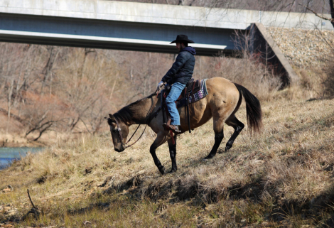 HorseID: 2305574 Chance - PhotoID: 1092895