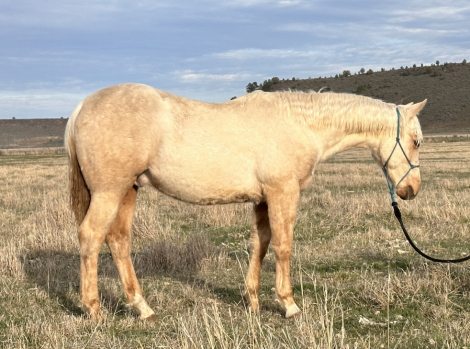 HorseID: 2305599 Lil Playing Boon - PhotoID: 1089037