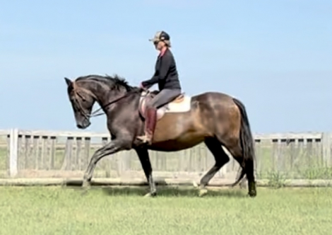 HorseID: 2305639 Fe Visible - PhotoID: 1094589